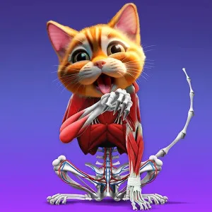 Idle Animal Anatomy Idle Animal Anatomy